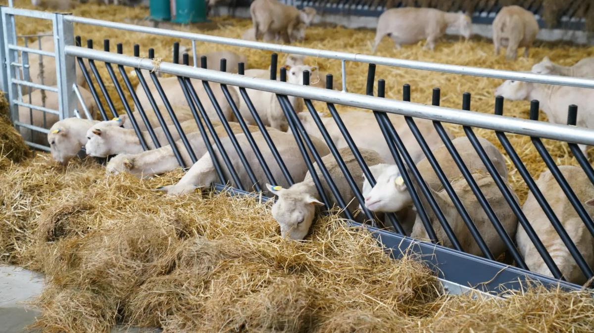 Kfd Lathen: Fahrt zur Moorschäferei Wietmarschen Kfd Lathen: Fahrt zur Moorschäferei Wietmarschen