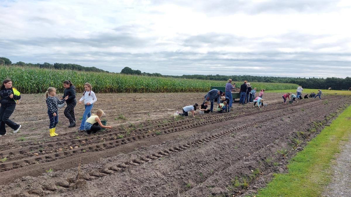 Kartoffelernte an der Hilter Mühle Kartoffelernte an der Hilter Mühle