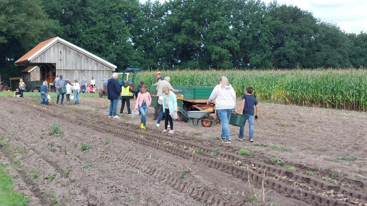 Kartoffelernte an der Hilter Mühle Kartoffelernte an der Hilter Mühle