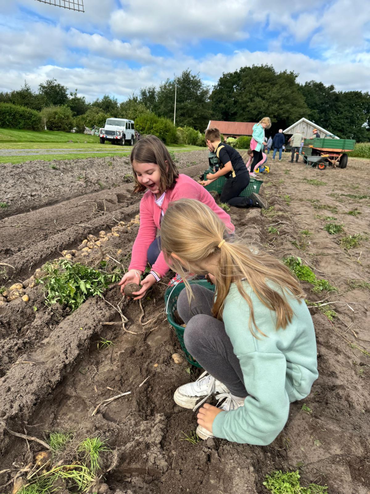 Kartoffelernte an der Hilter Mühle Kartoffelernte an der Hilter Mühle