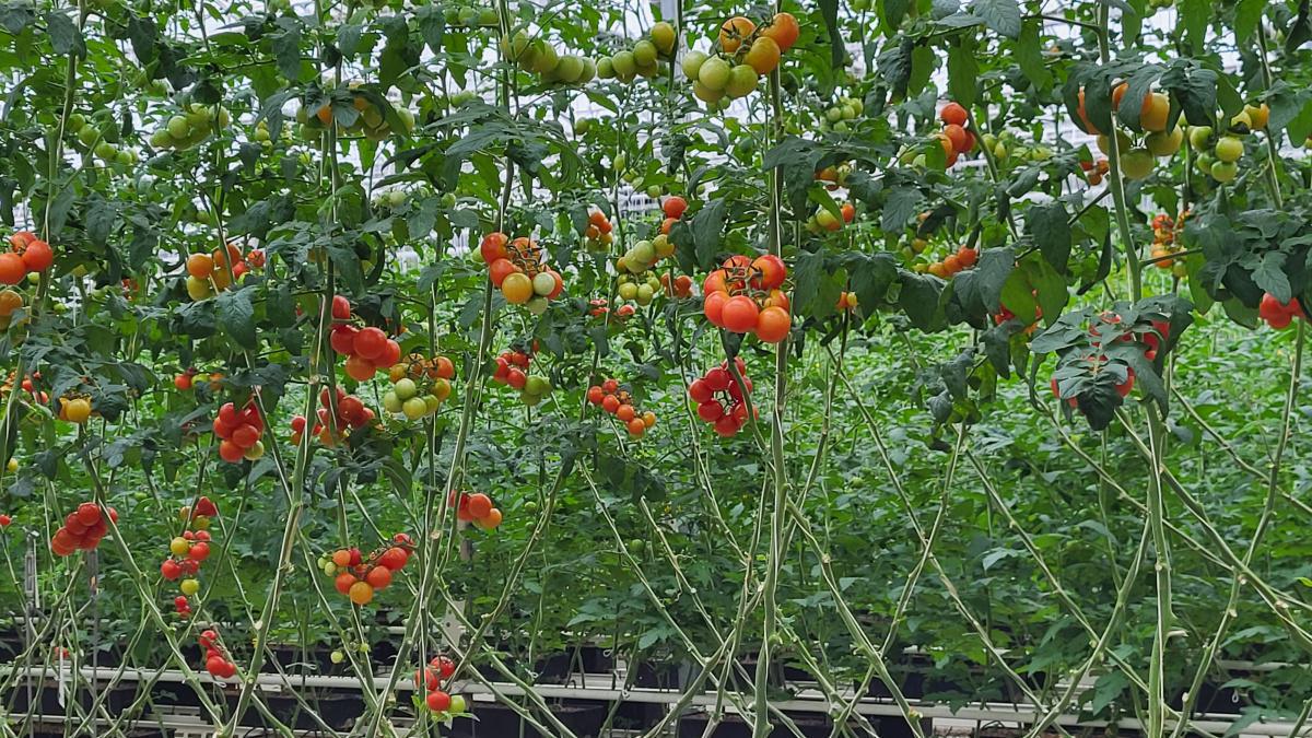 Seniorenfahrt der Gemeinde Lathen Seniorenfahrt der Gemeinde Lathen