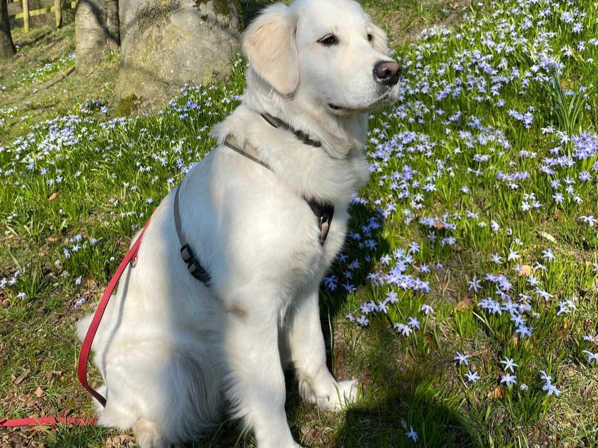 Leinenpflicht für Hunde in Niedersachsen Leinenpflicht für Hunde in Niedersachsen