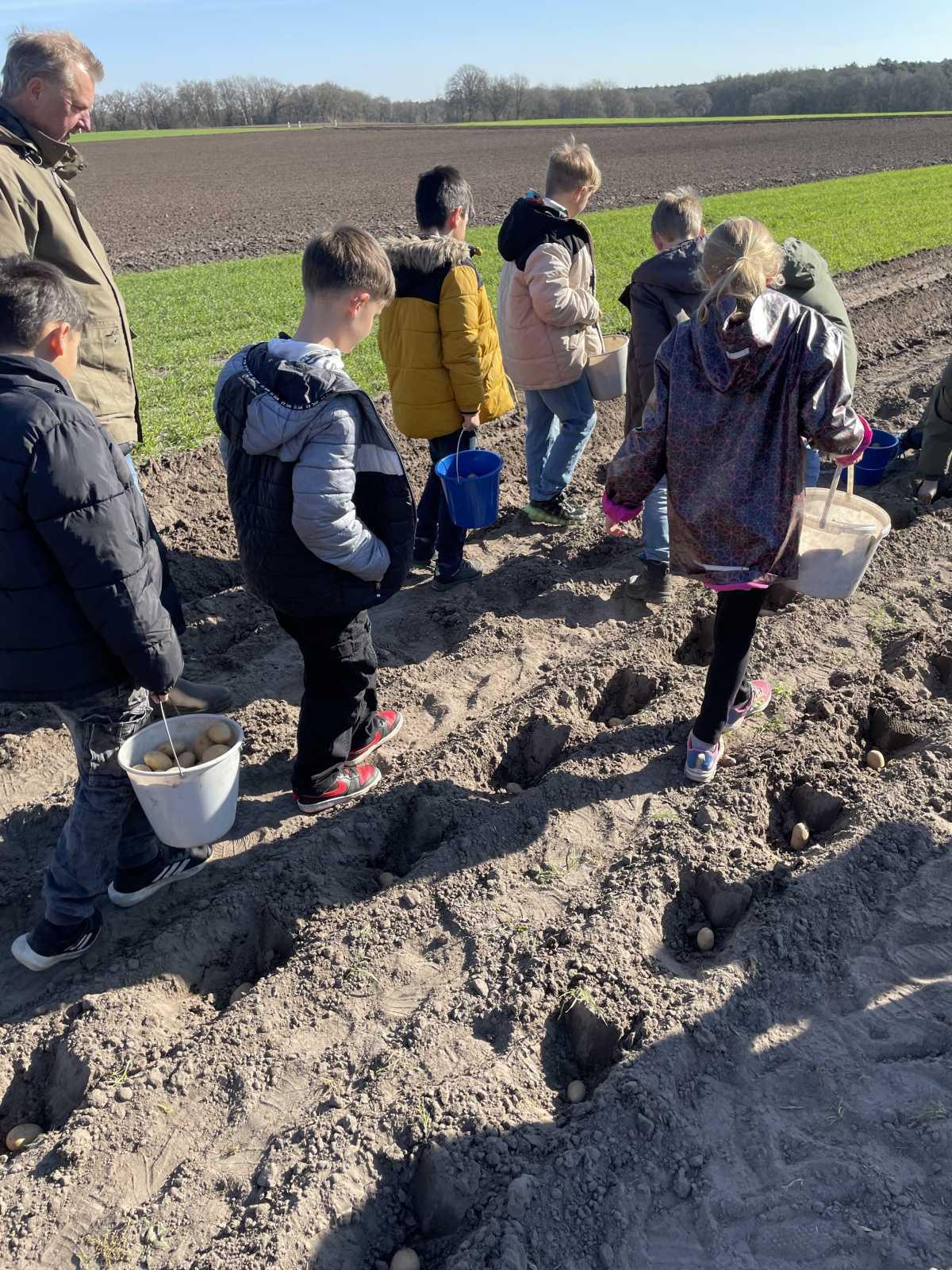 Kartoffelpflanzaktion an der Hilter Mühle Kartoffelpflanzaktion an der Hilter Mühle
