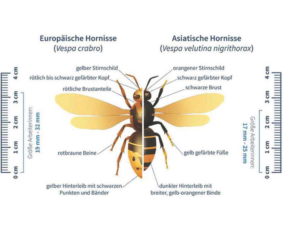 Sichtungsaufruf "Asiatische Hornisse" Sichtungsaufruf "Asiatische Hornisse"