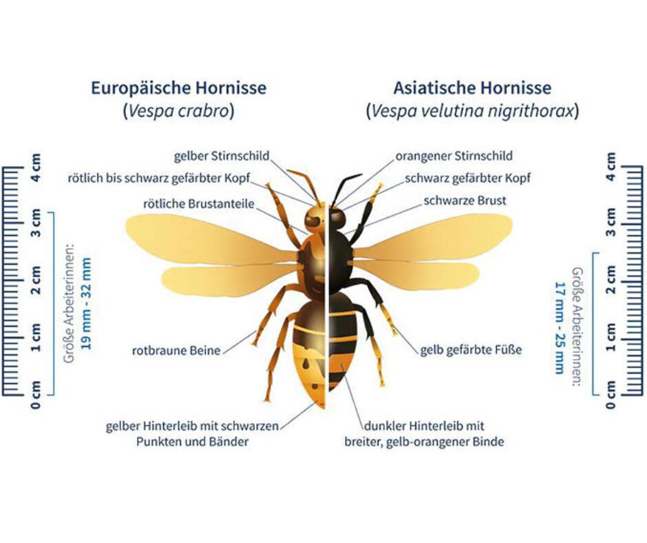Wespen- und Hornissenberater gesucht!