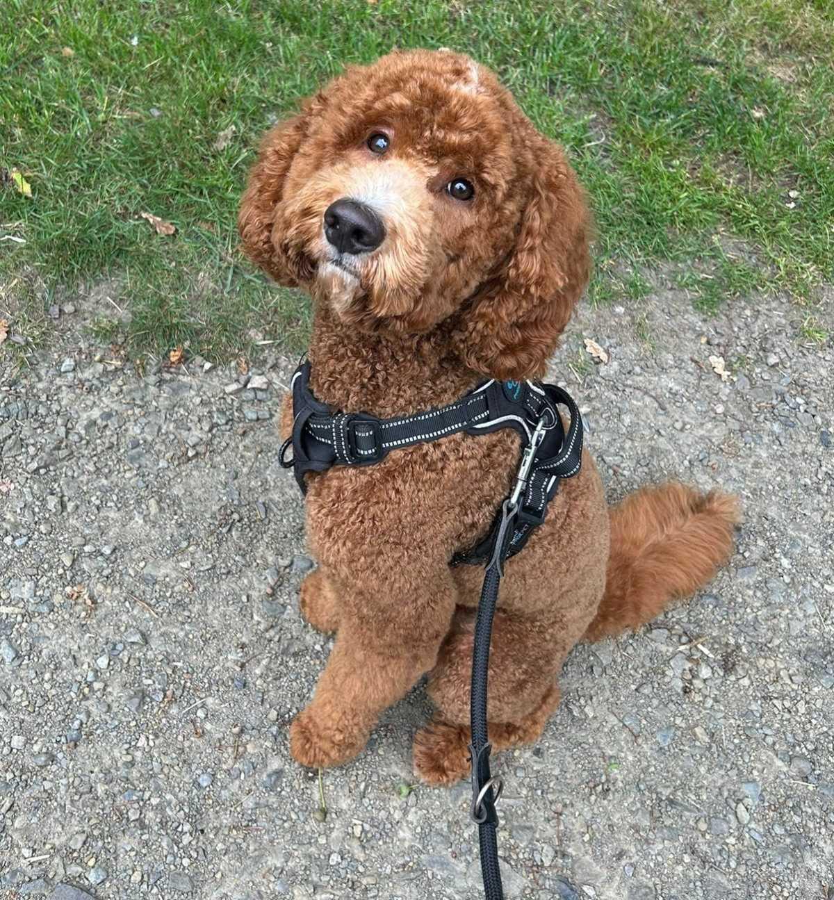 Leinenpflicht für Hunde in Niedersachsen