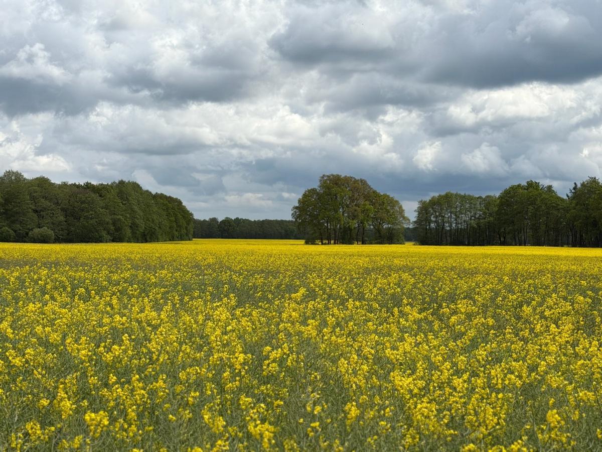 Wanderung Alte Dorfstelle Wahn am 20.06.2026 Wanderung Alte Dorfstelle Wahn am 20.06.2026