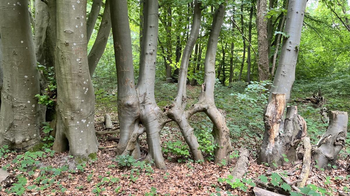 Wanderung Alte Dorfstelle Wahn am 20.06.2026 Wanderung Alte Dorfstelle Wahn am 20.06.2026