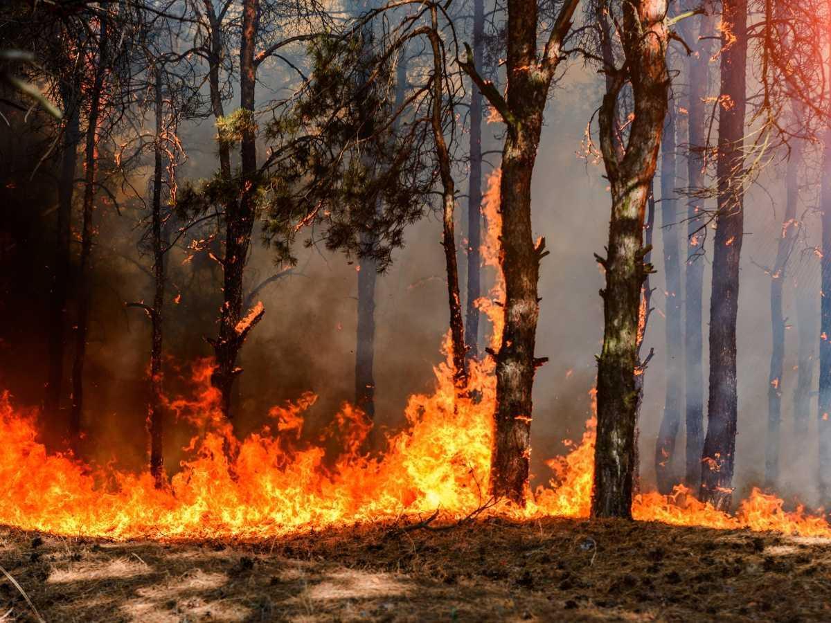 Erhöhte Waldbrandgefahr im Emsland Erhöhte Waldbrandgefahr im Emsland