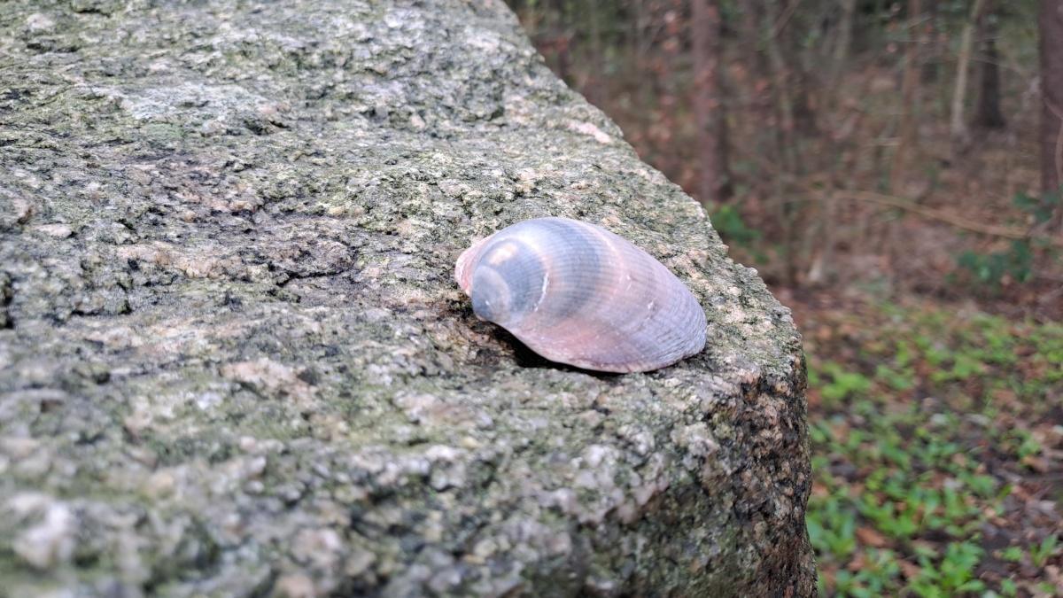 37 Frauen pilgern von Werlte nach Lorup: Muscheln, Gegenwind und viele kleine Glücksmomente auf dem Hümmlinger Pilgerweg