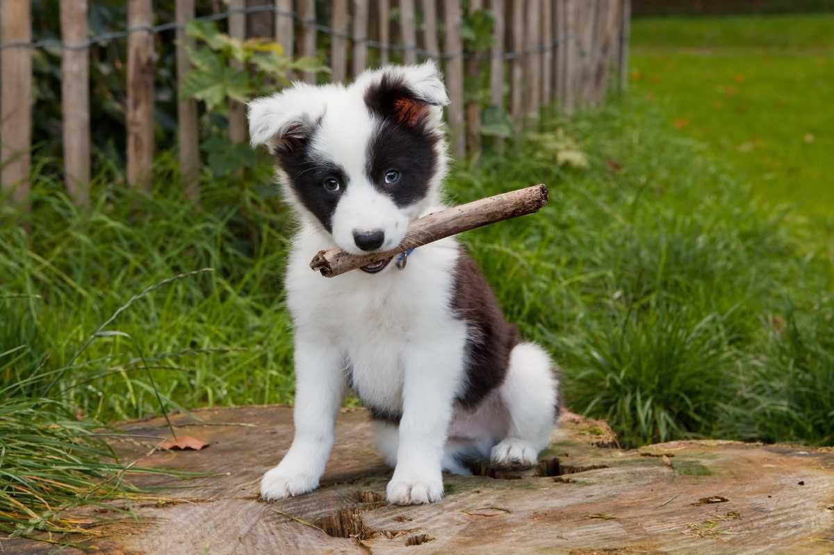 Puppycursus: Geef je Pup de Perfecte Start Puppycursus: Geef je Pup de Perfecte Start