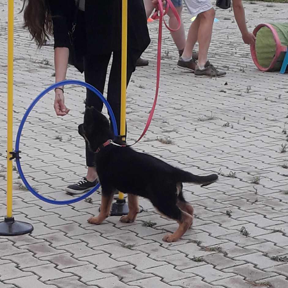 Puppycursus: Geef je Pup de Perfecte Start Puppycursus: Geef je Pup de Perfecte Start