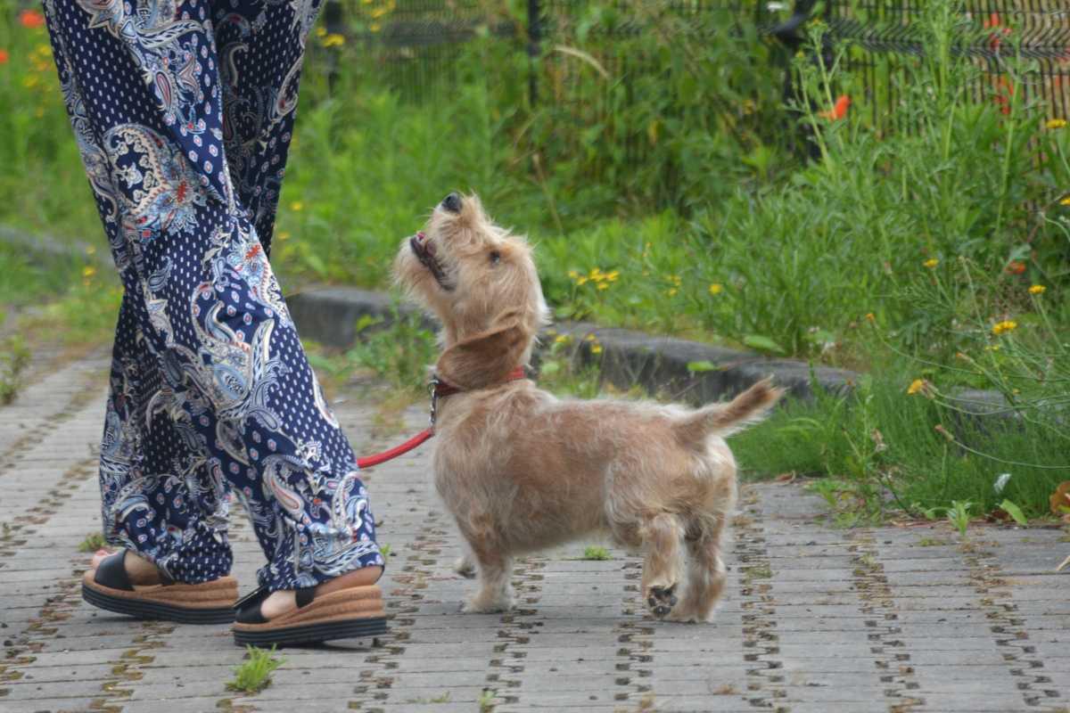 Puppycursus: Geef je Pup de Perfecte Start Puppycursus: Geef je Pup de Perfecte Start