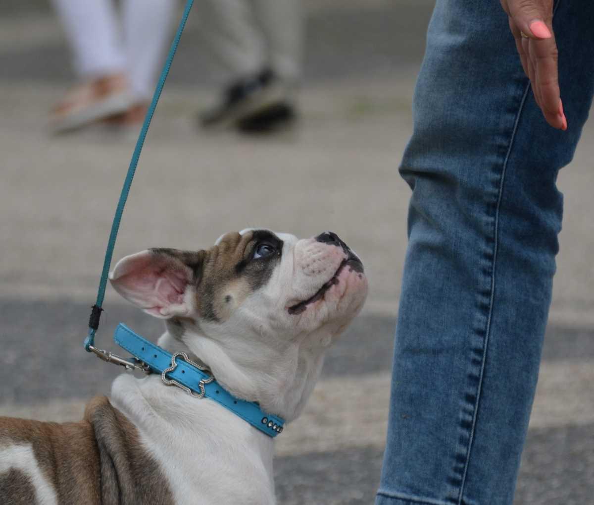 Puppycursus: Geef je Pup de Perfecte Start Puppycursus: Geef je Pup de Perfecte Start