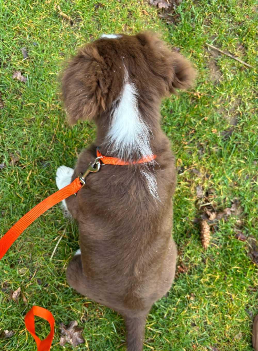 Puppycursus: Geef je Pup de Perfecte Start