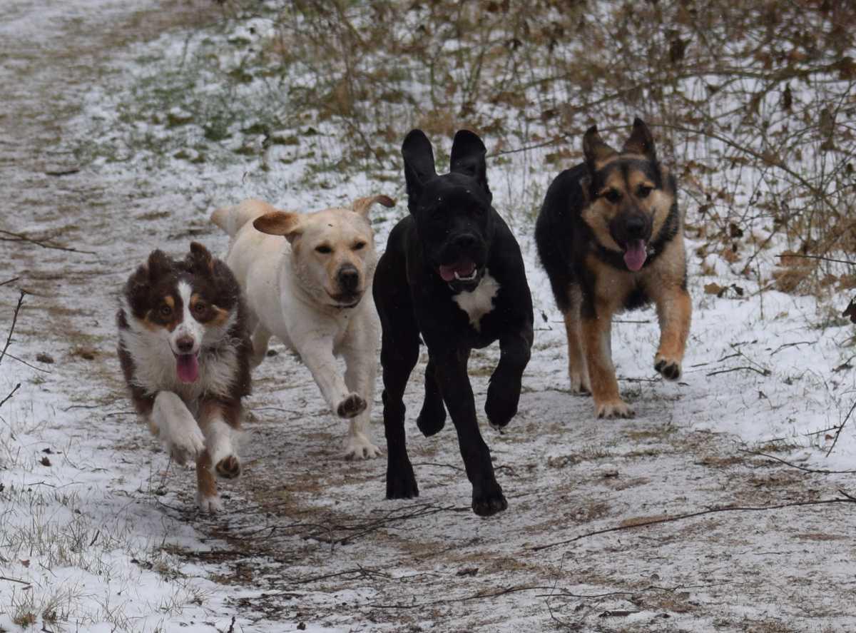 Jonge honden-klas