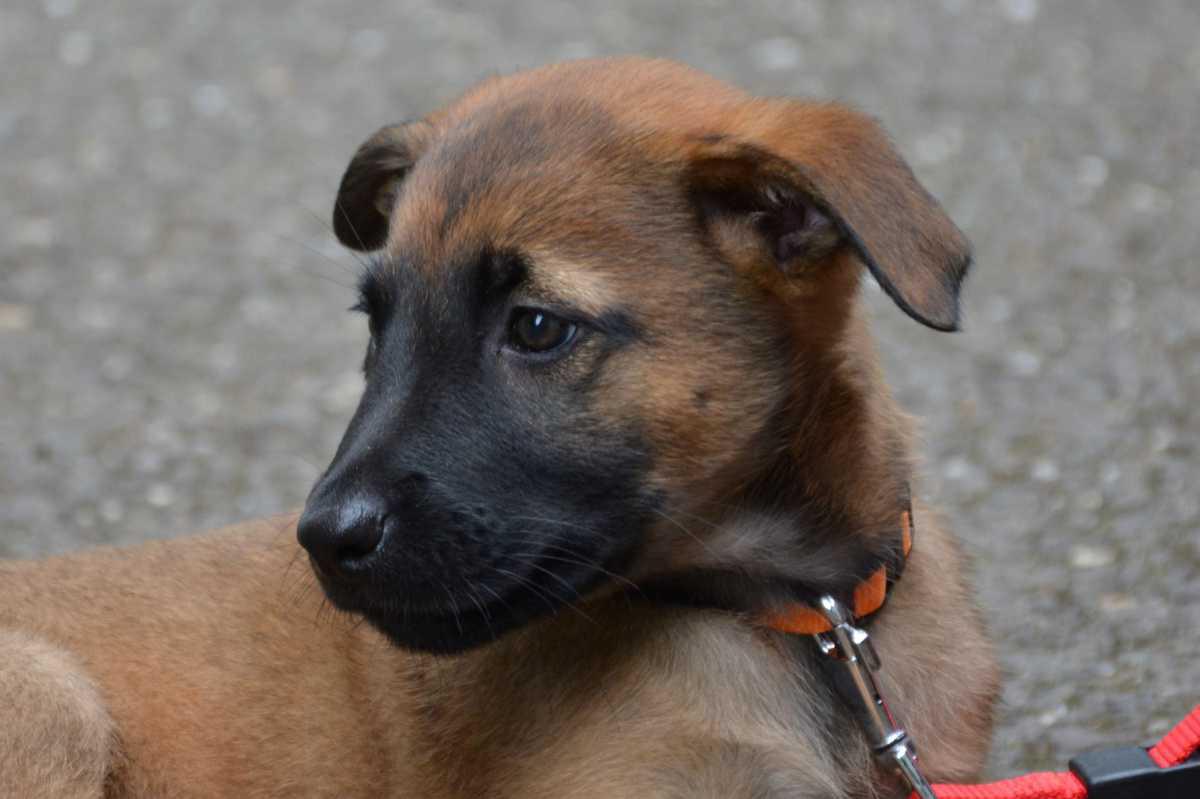 Puppycursus aan huis Puppycursus aan huis