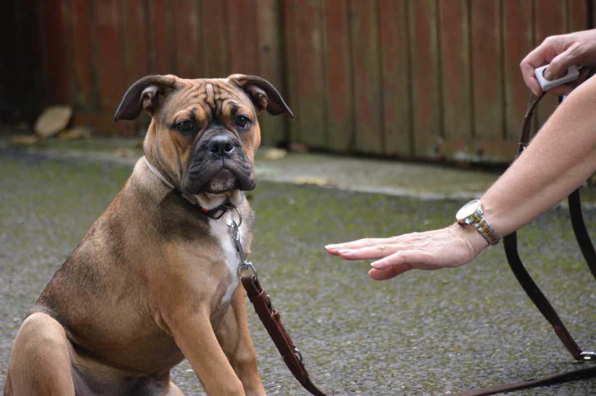 Hondencursus aan huis | Basis-privé Hondencursus aan huis | Basis-privé