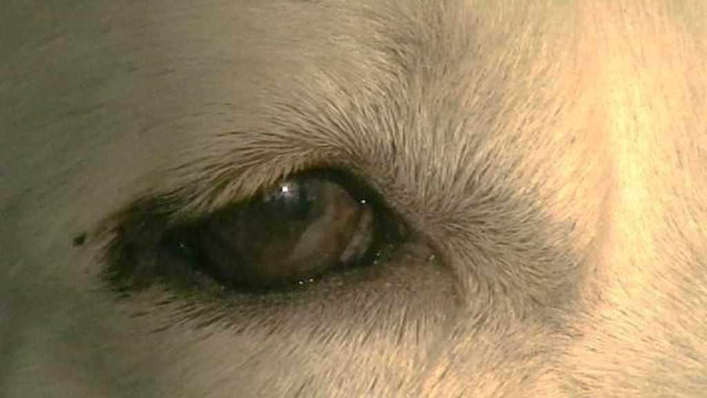 Hondenschool Limburg Hondenschool Limburg