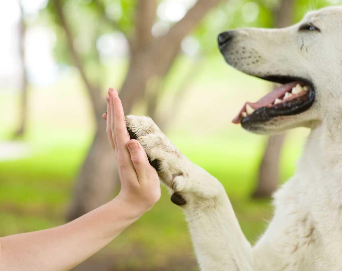 Hoe leert een hond? en onze Werkwijze