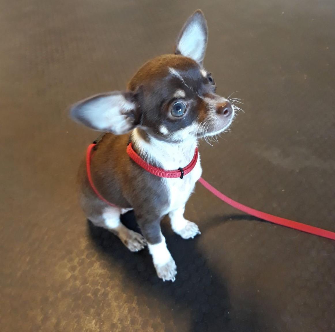 Hoe leert een hond? en onze Werkwijze Hoe leert een hond? en onze Werkwijze