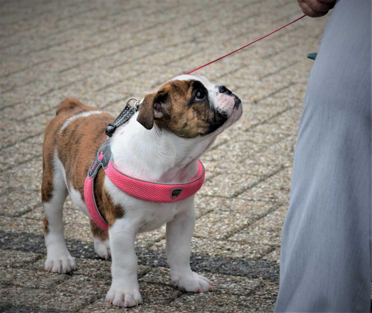 Hoe leert een hond? en onze Werkwijze Hoe leert een hond? en onze Werkwijze