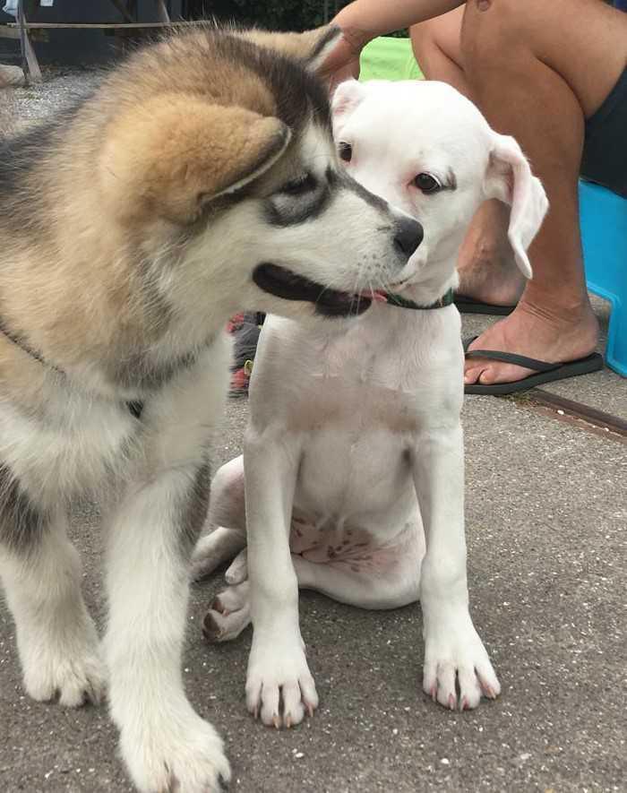 'Laat ze maar even snuffelen' 'Laat ze maar even snuffelen'