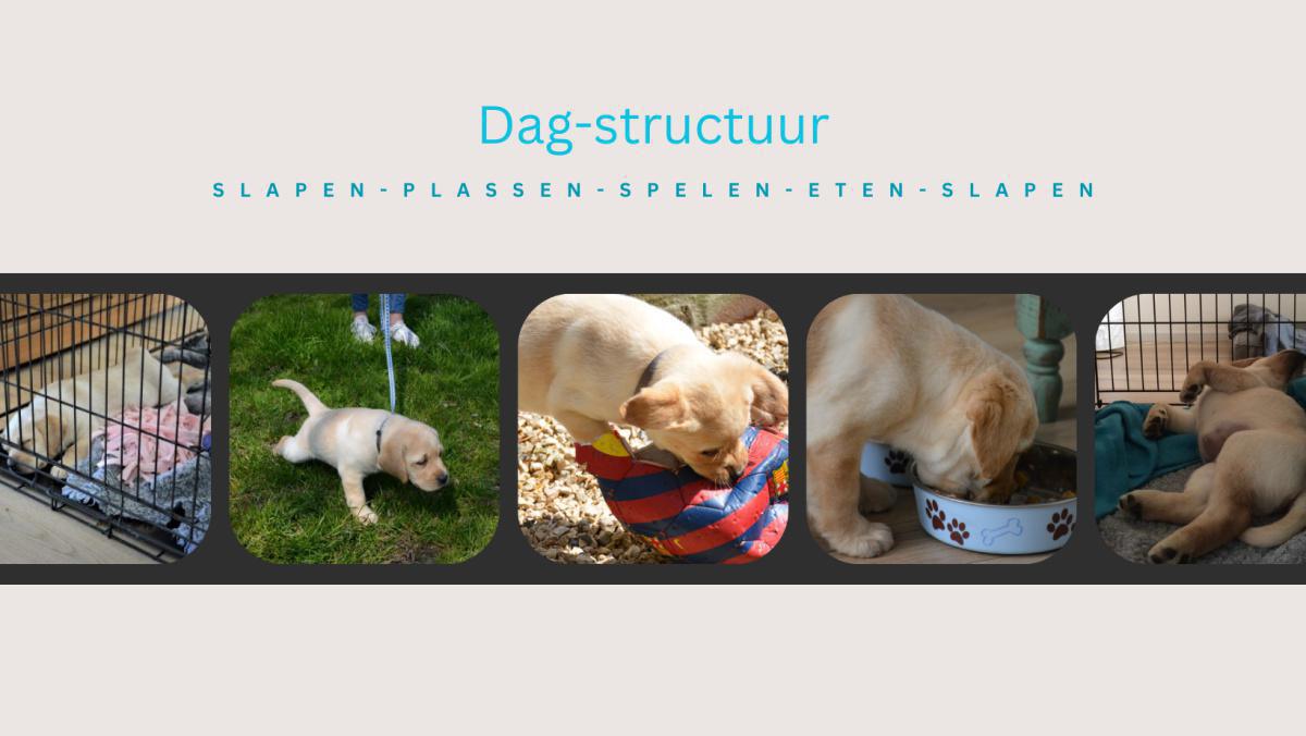 Dagstructuur