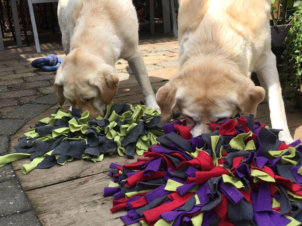 Spelen met je hond? denk eens aan neuswerk! Spelen met je hond? denk eens aan neuswerk!