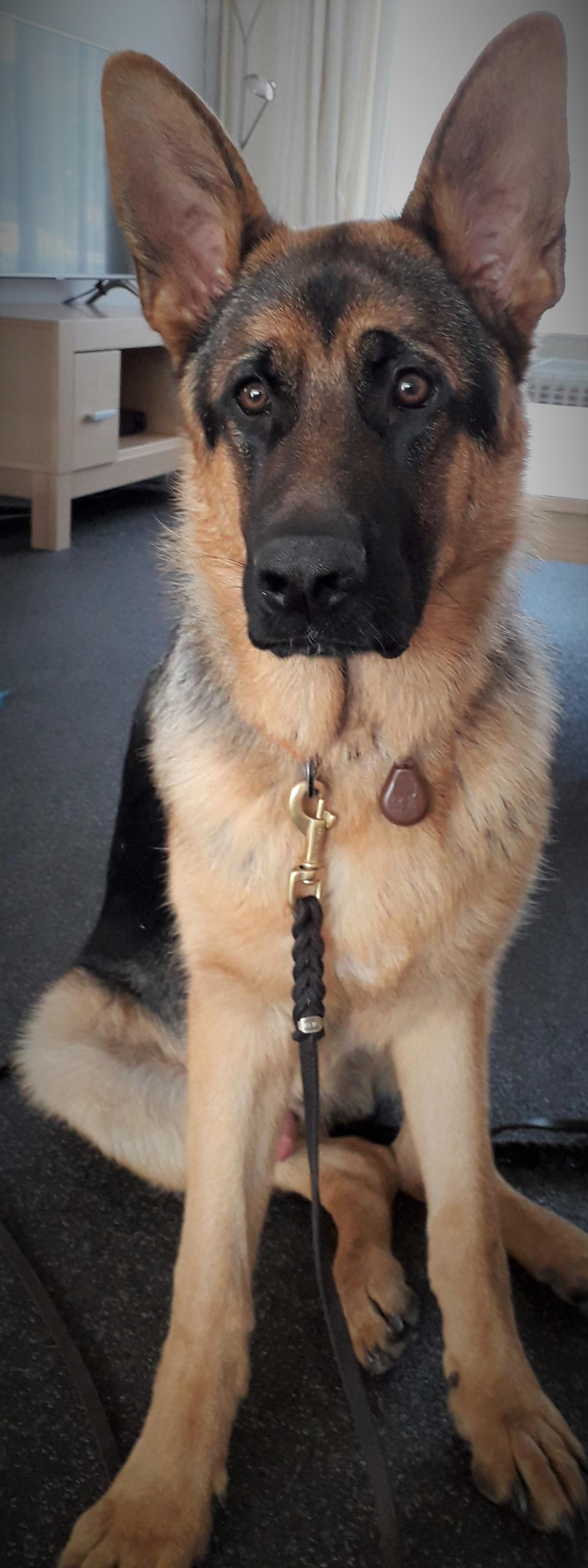 Puberteit bij honden: meer dan alleen vervelend gedrag Puberteit bij honden: meer dan alleen vervelend gedrag