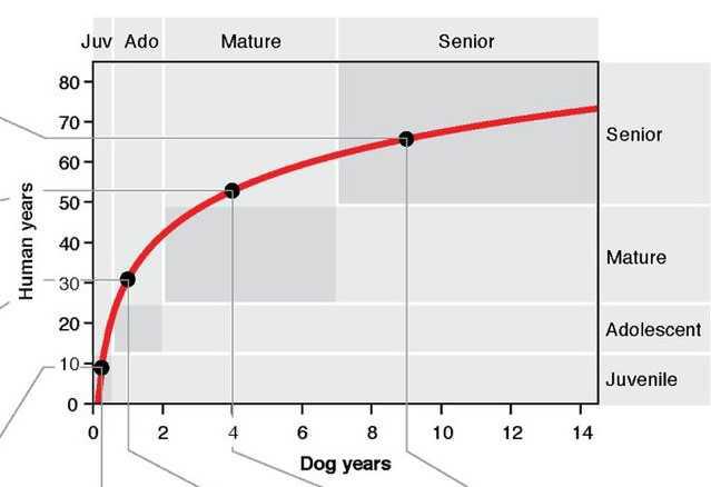 Hoe oud is je hond in mensenjaren?