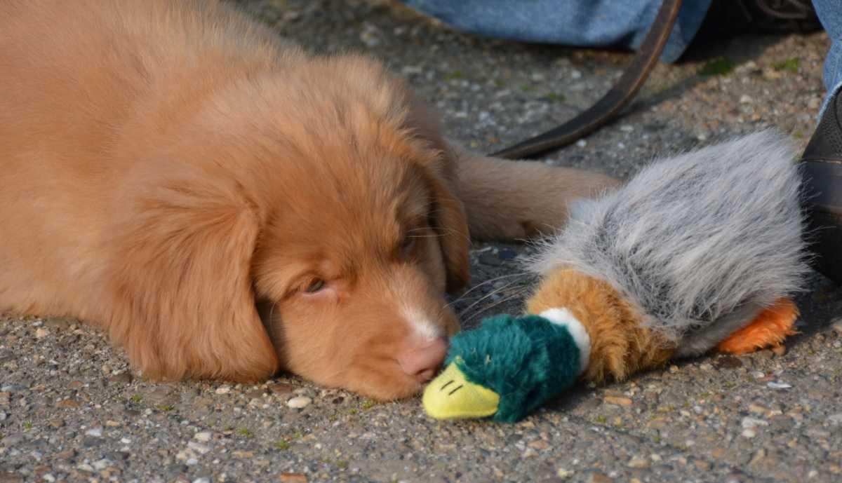 Wanneer op Puppycursus? Vanaf 8 weken!