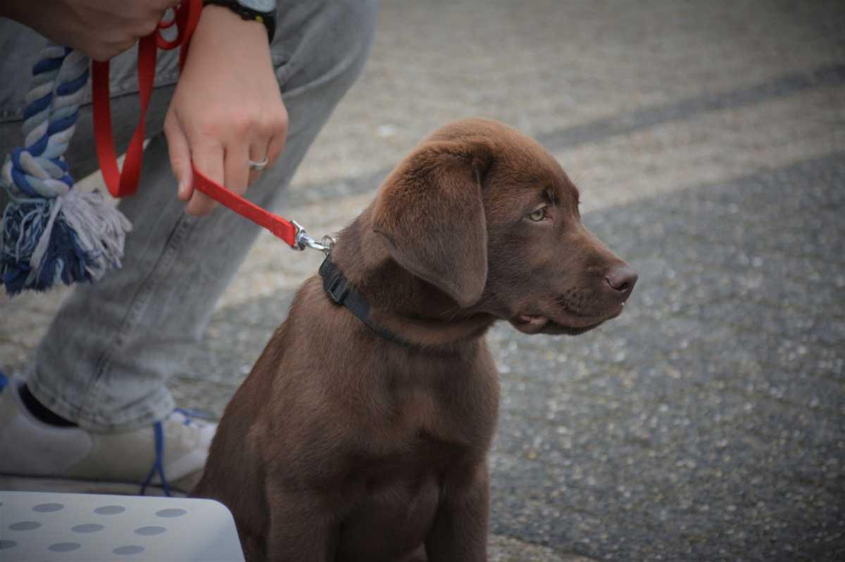 Wanneer op Puppycursus? Vanaf 8 weken!