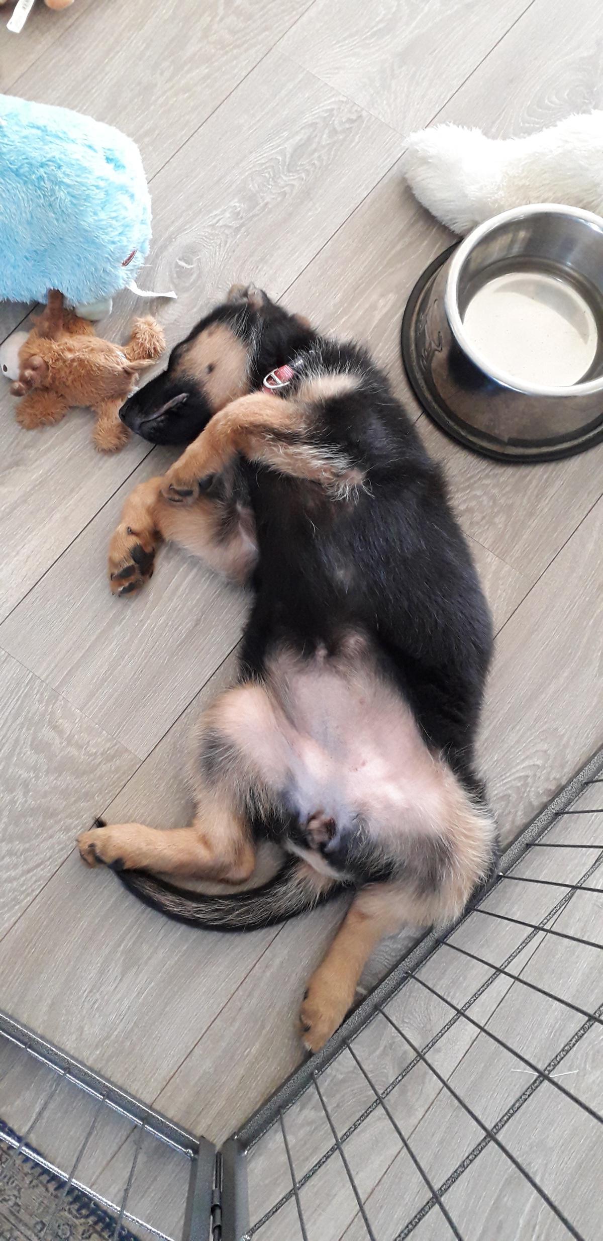 Puppy bijten afleren Puppy bijten afleren