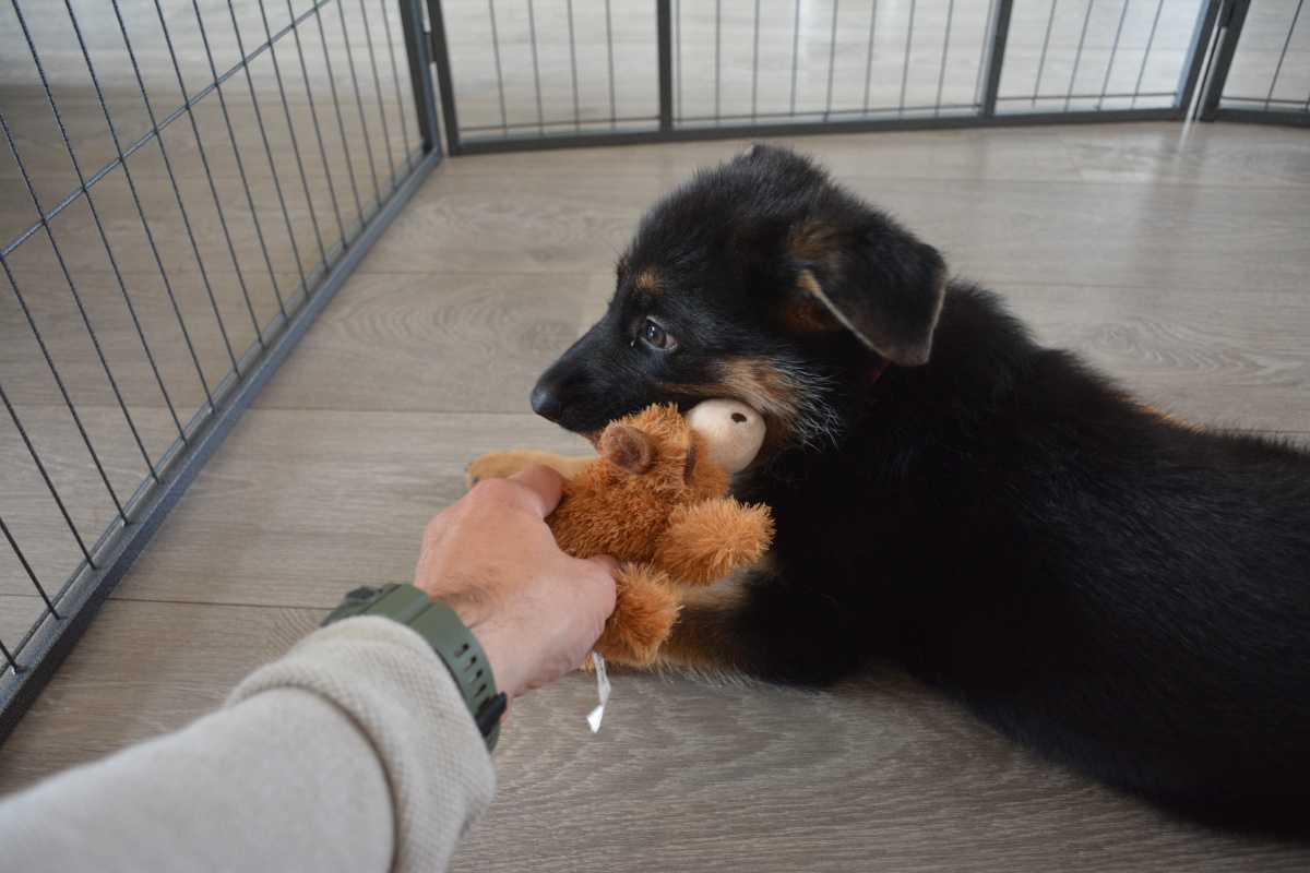 Puppy bijten afleren Puppy bijten afleren