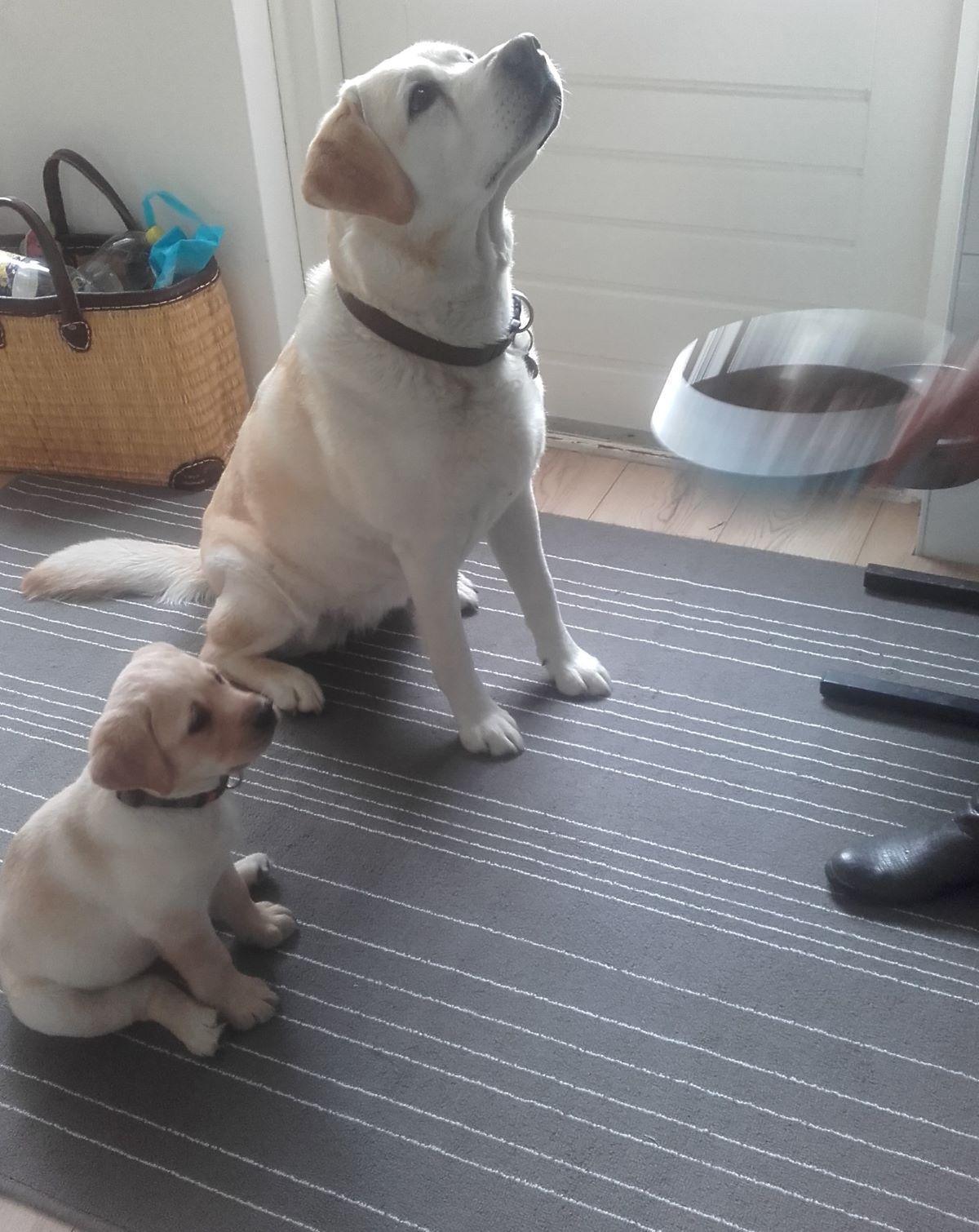 Wat is positief trainen van honden?