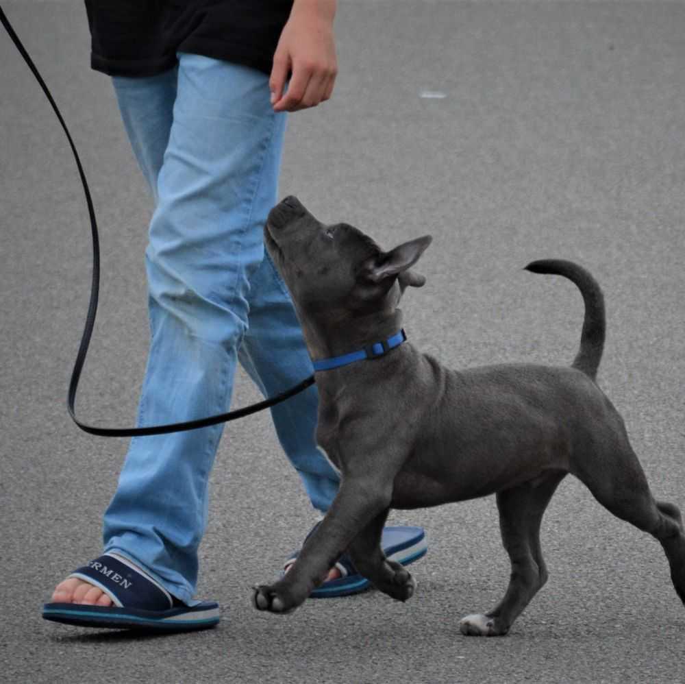 Wat is positief trainen van honden? Wat is positief trainen van honden?