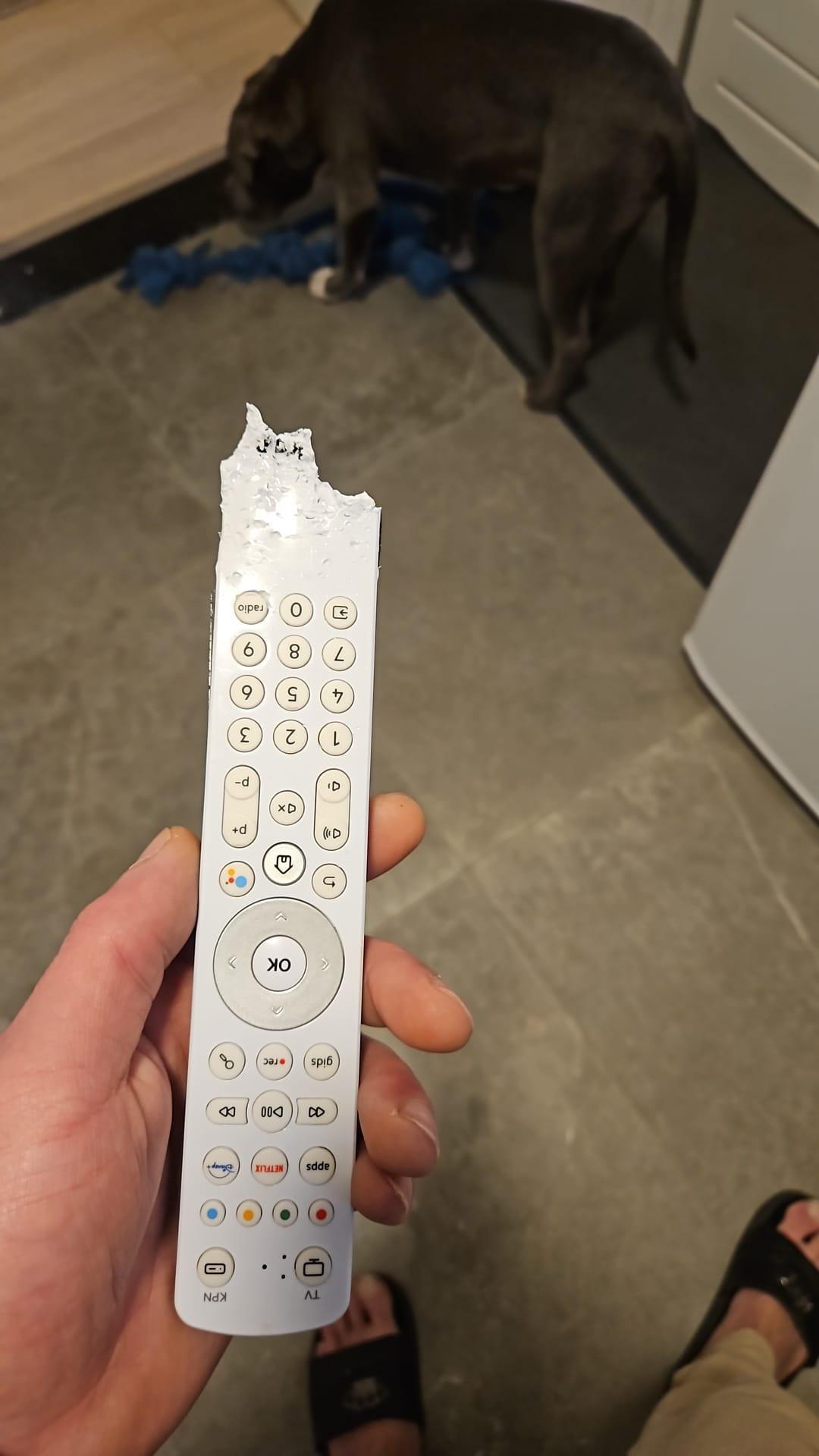 Wat is positief trainen van honden?