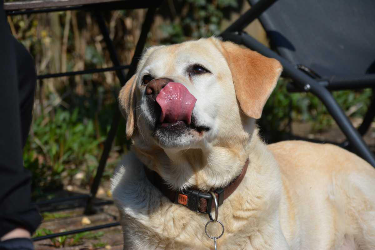 Wat is lichaamstaal bij honden? Wat is lichaamstaal bij honden?