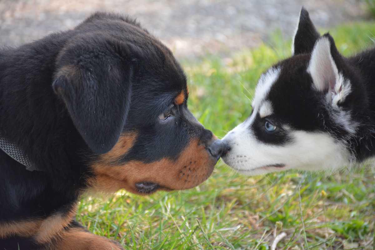Wat is lichaamstaal bij honden? Wat is lichaamstaal bij honden?