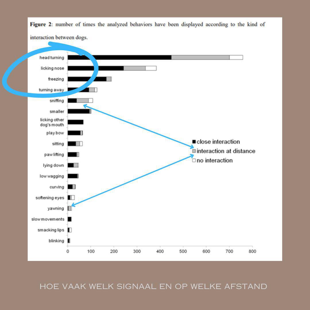 Wat is lichaamstaal bij honden? Wat is lichaamstaal bij honden?
