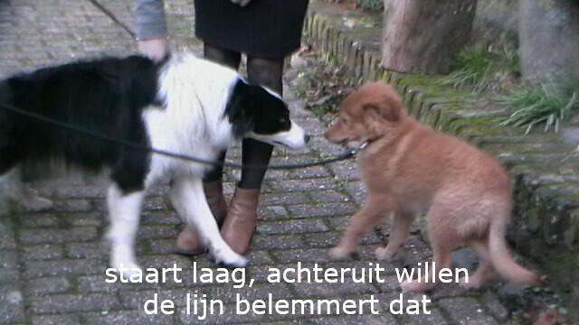 Lichaamstaal bij honden: signalen herkennen en begrijpen