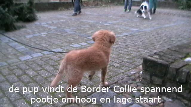 Lichaamstaal bij honden: signalen herkennen en begrijpen Lichaamstaal bij honden: signalen herkennen en begrijpen