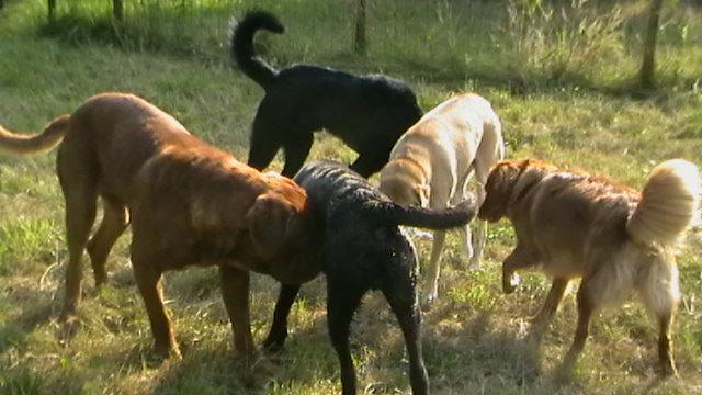 Lichaamstaal bij honden: signalen herkennen en begrijpen Lichaamstaal bij honden: signalen herkennen en begrijpen