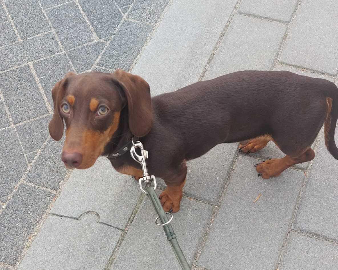 Puppy privé les Roermond Puppy privé les Roermond