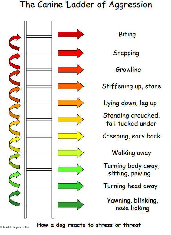 Wat is baknijd bij honden? Wat is baknijd bij honden?