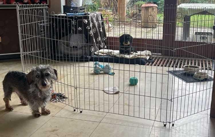 Mijn oudere hond laat de pup niet met rust Mijn oudere hond laat de pup niet met rust