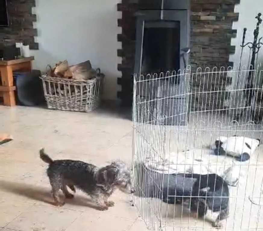 Mijn oudere hond laat de pup niet met rust Mijn oudere hond laat de pup niet met rust