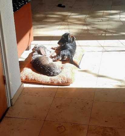 Mijn oudere hond laat de pup niet met rust Mijn oudere hond laat de pup niet met rust