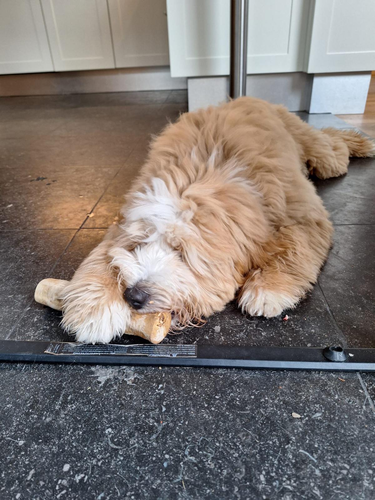 Wat moet ik doen als mijn puppy bijt? Wat moet ik doen als mijn puppy bijt?